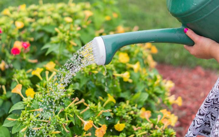 Photo of Person Watering the Plants